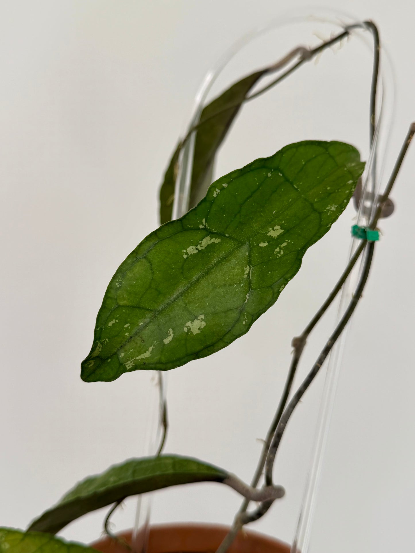 4” Hoya Clemensiorum