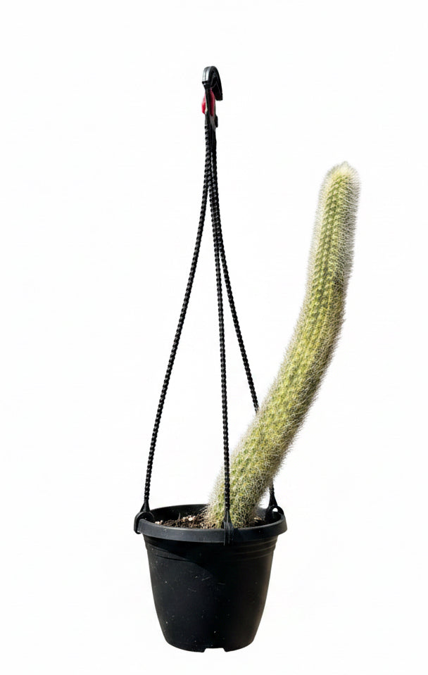 4” Monkey Tail Cactus Variegated