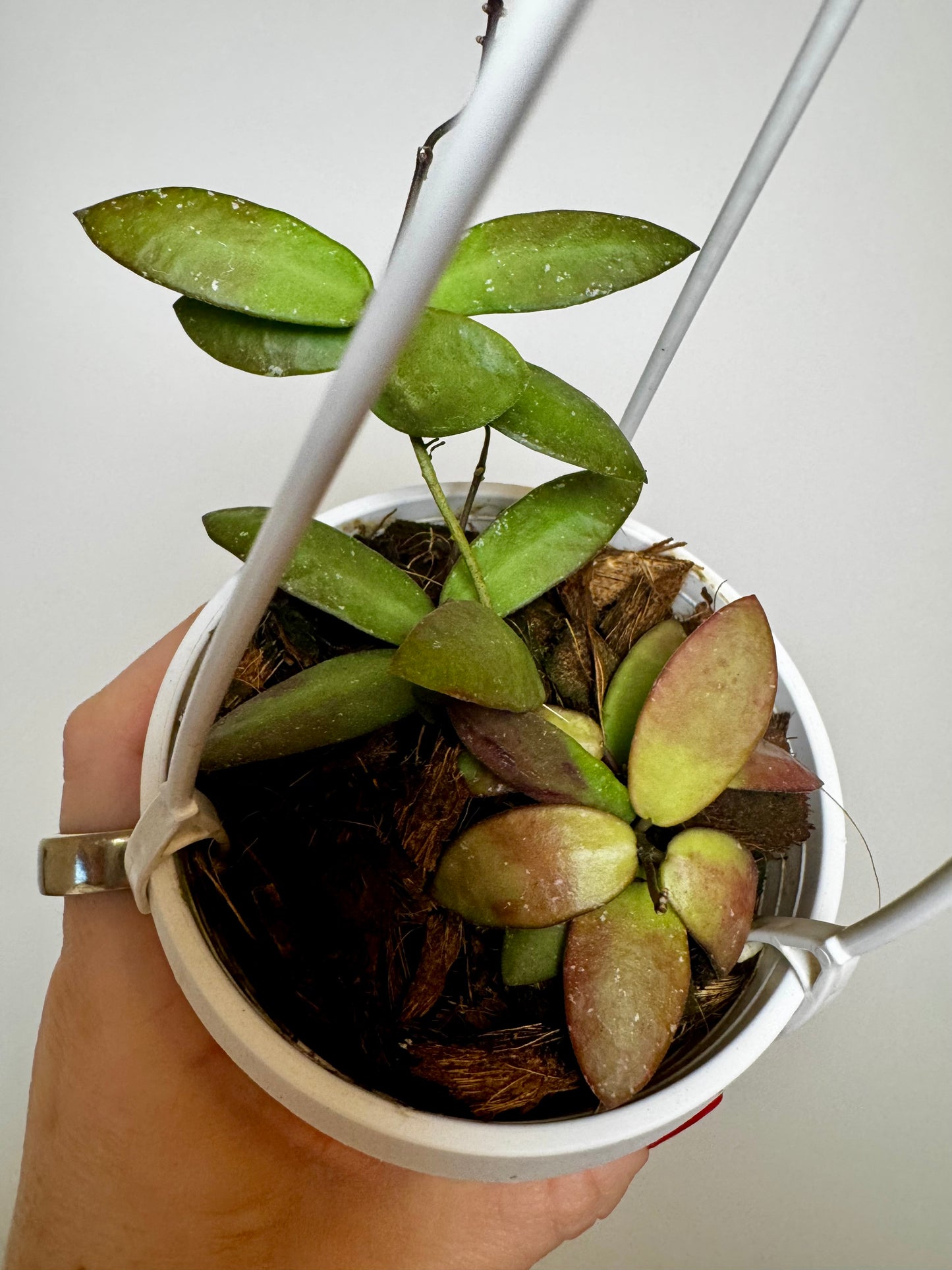 3" Hoya sigillatis ‘Alas River’