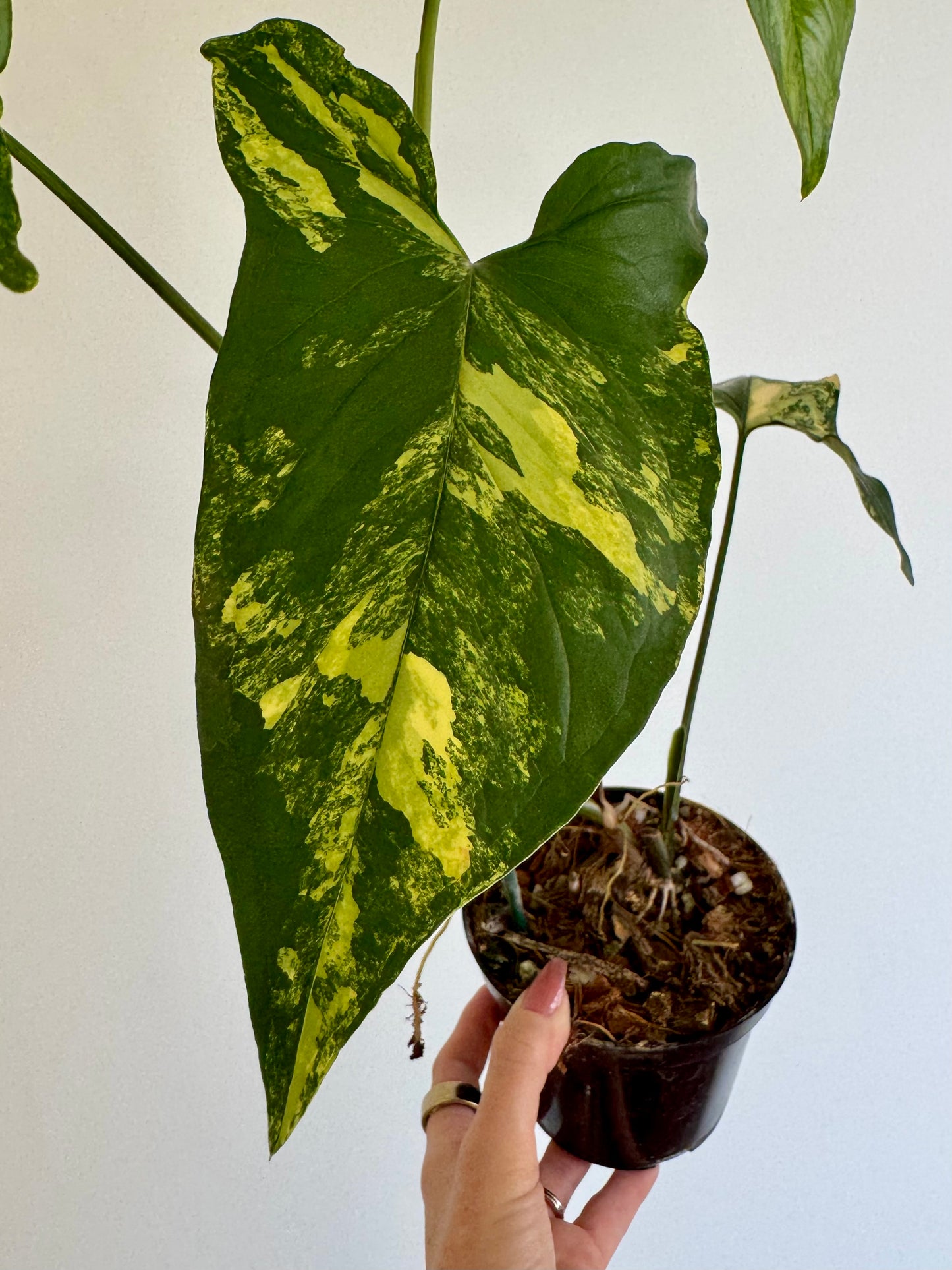 4" Syngonium Aurea
