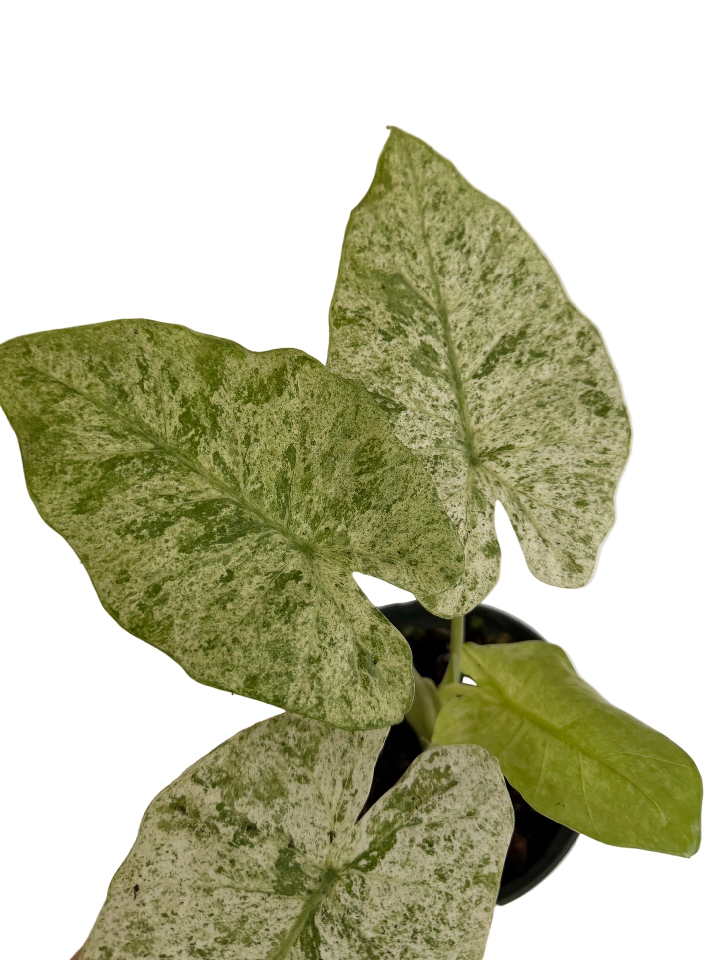 6" Alocasia Odora 'Batik' Variegated