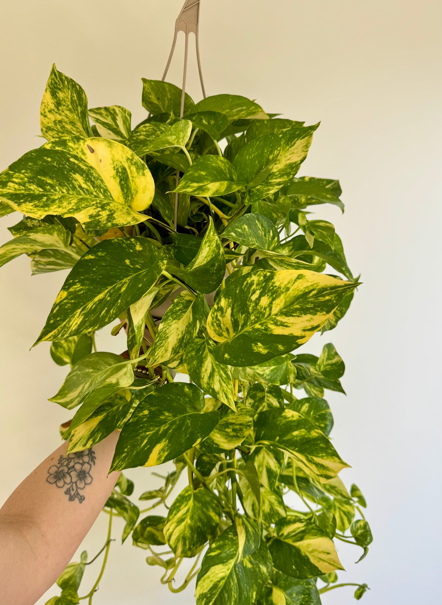 8" Pothos ‘Churchill Gold'
