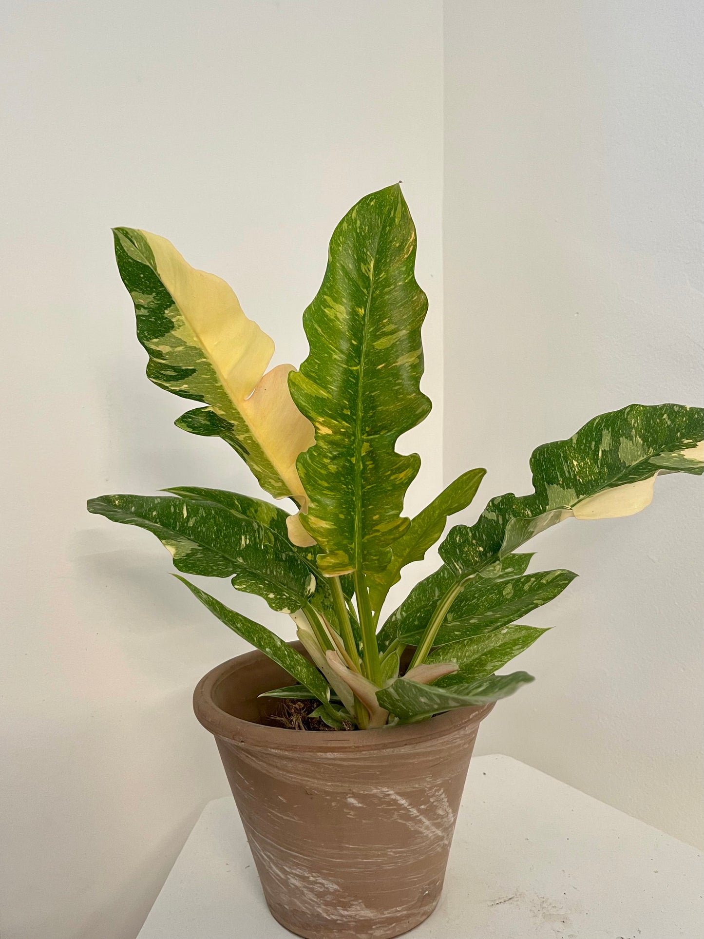 4.5” Philodendron Ring of Fire