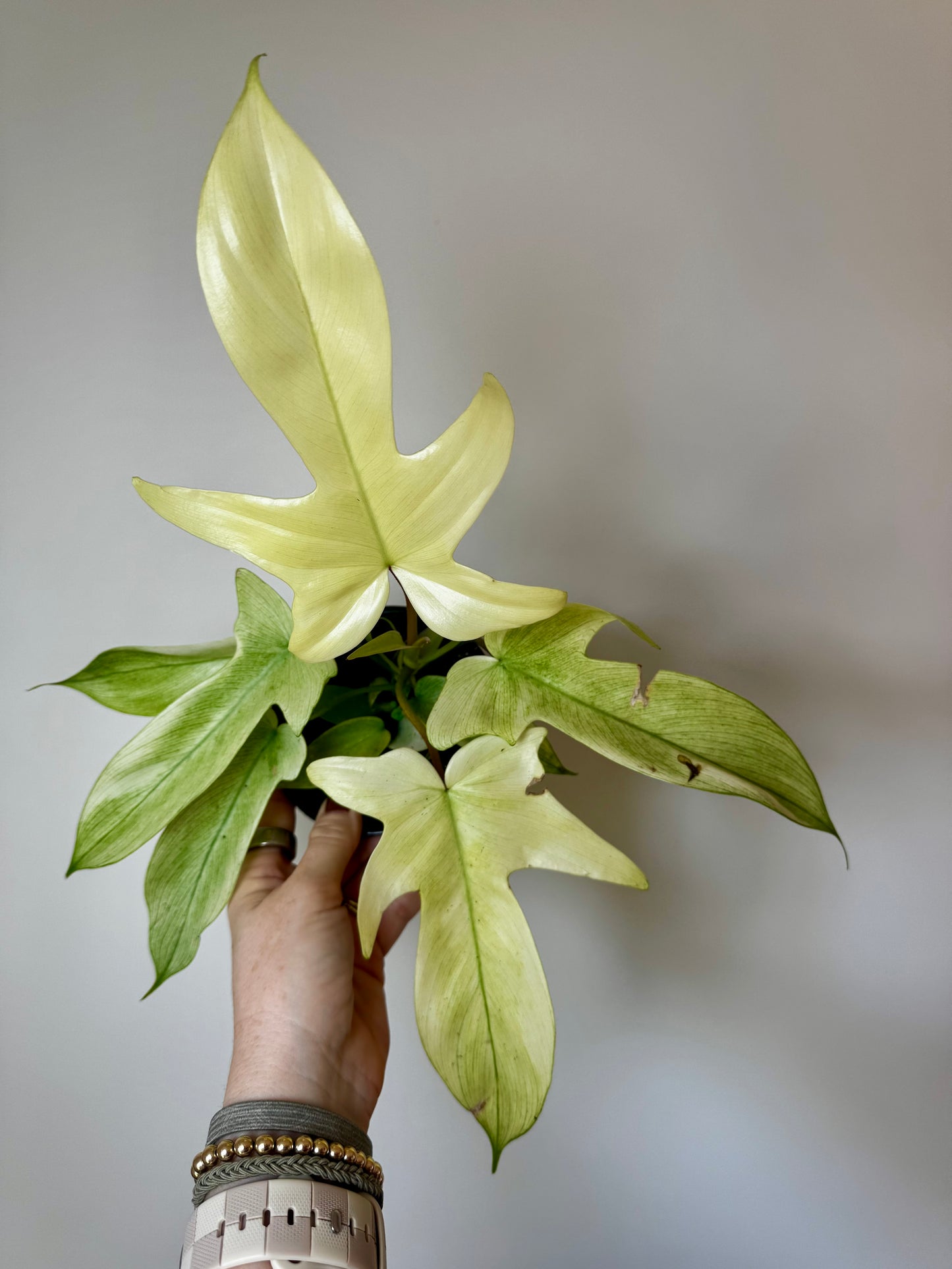 4" Philodendron Florida Ghost