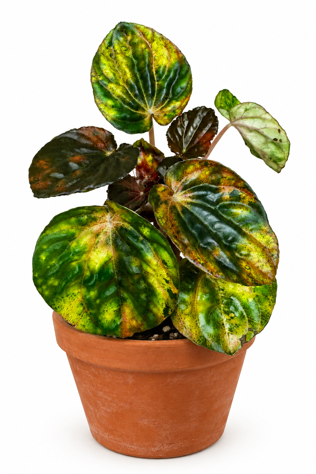 3/4" Peperomia Carnival
