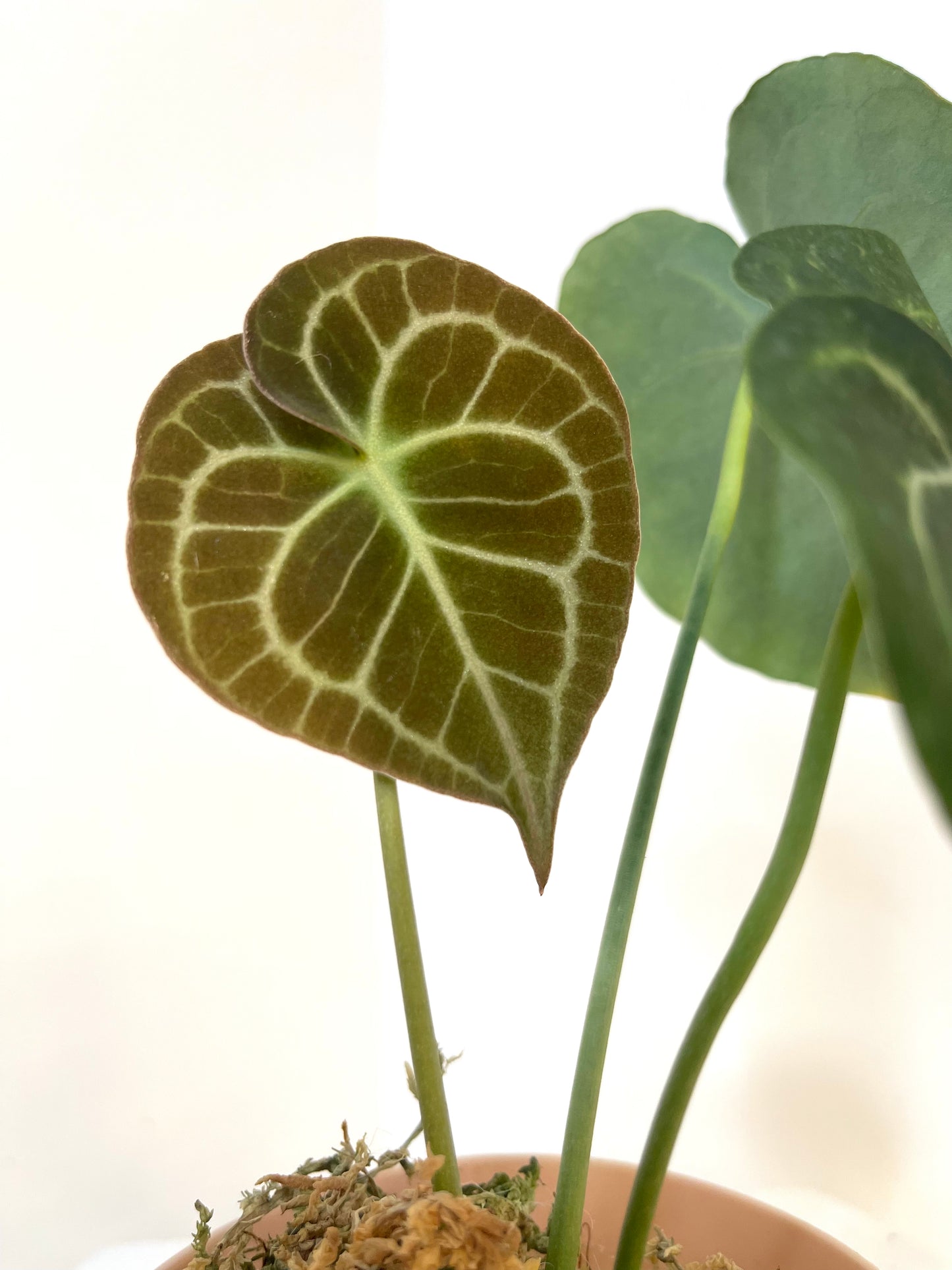 4" Anthurium Clarinervium