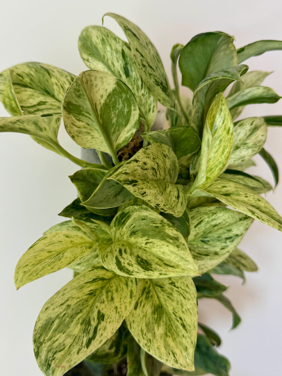 3” Scindapsus Treubii 'Moonlight' Marble