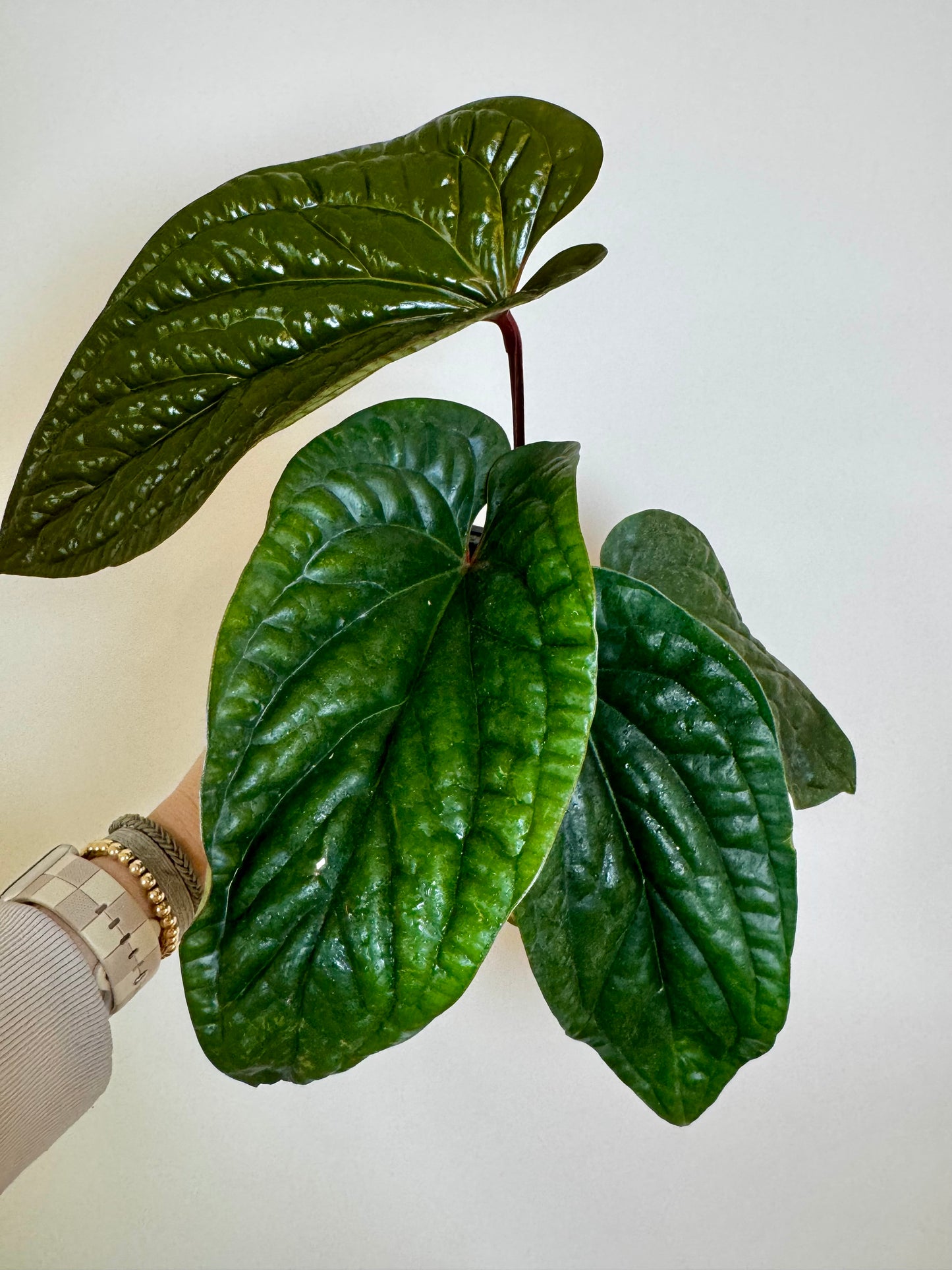 4.5” Anthurium Radicans