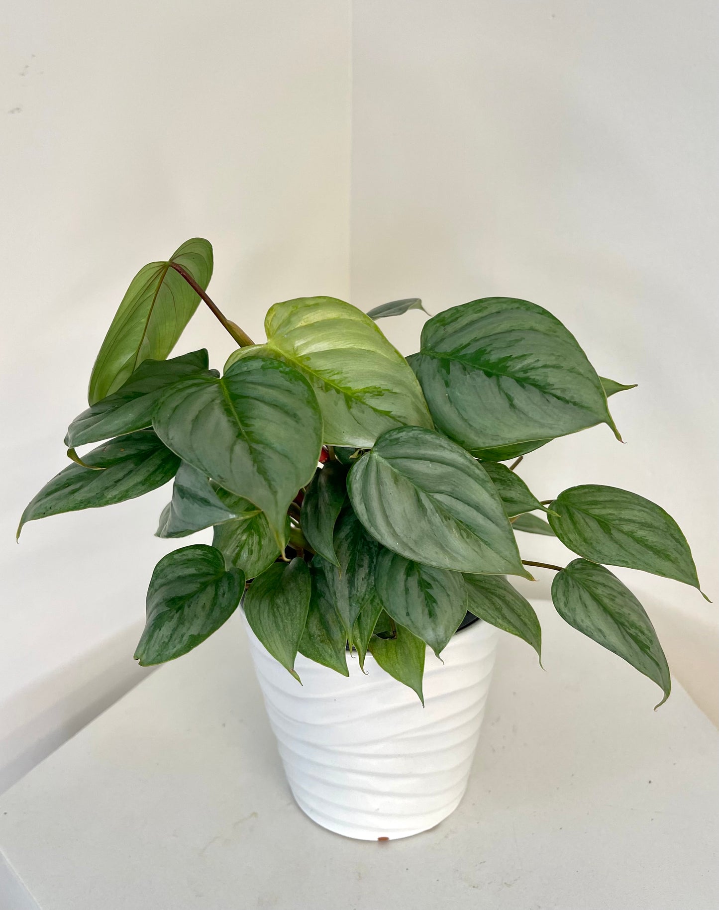 6” Philodendron Sodiroi Totem