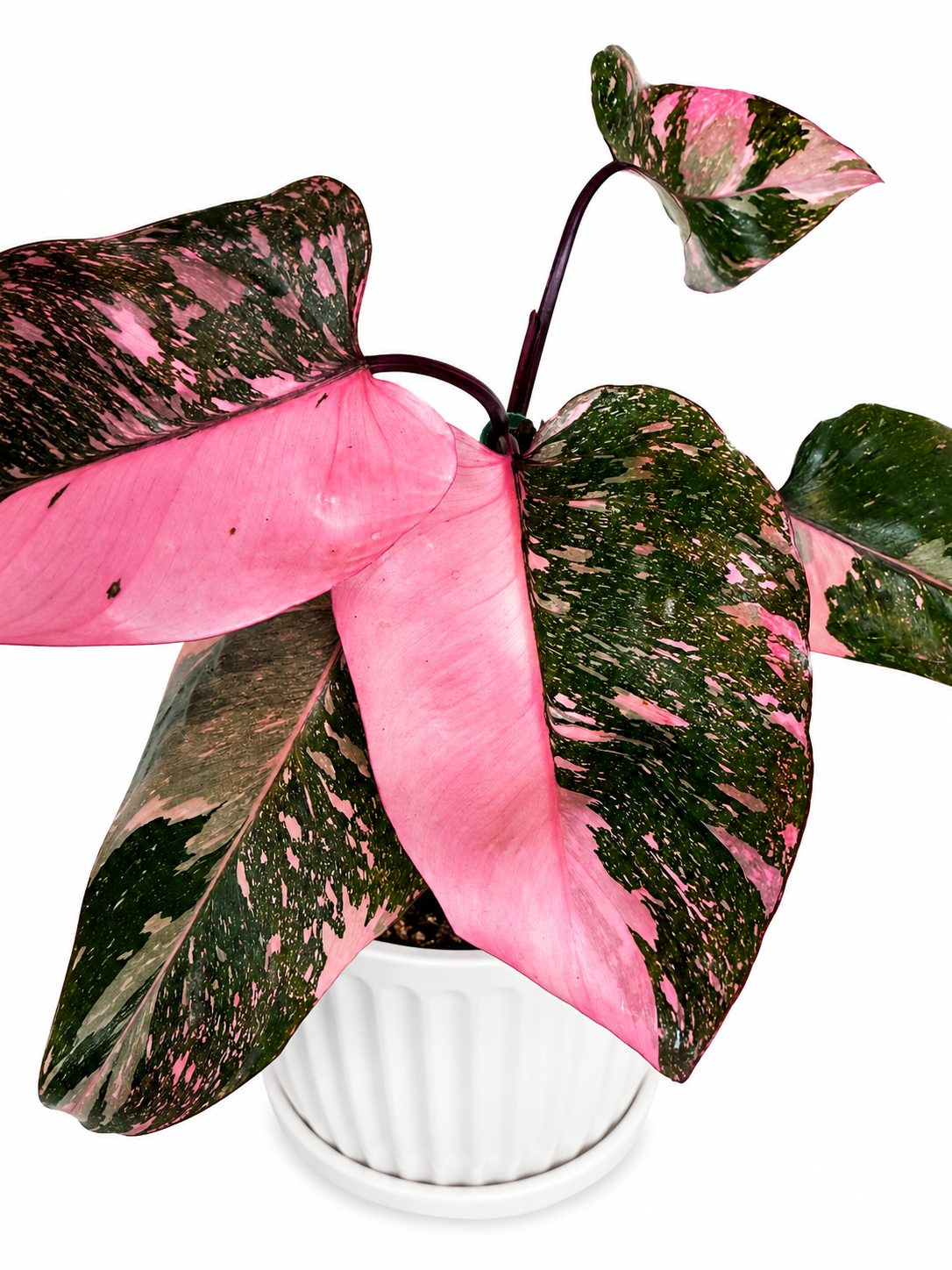 4” Philodendron Pink Princess 'Galaxy’ - HIGHLY variegated