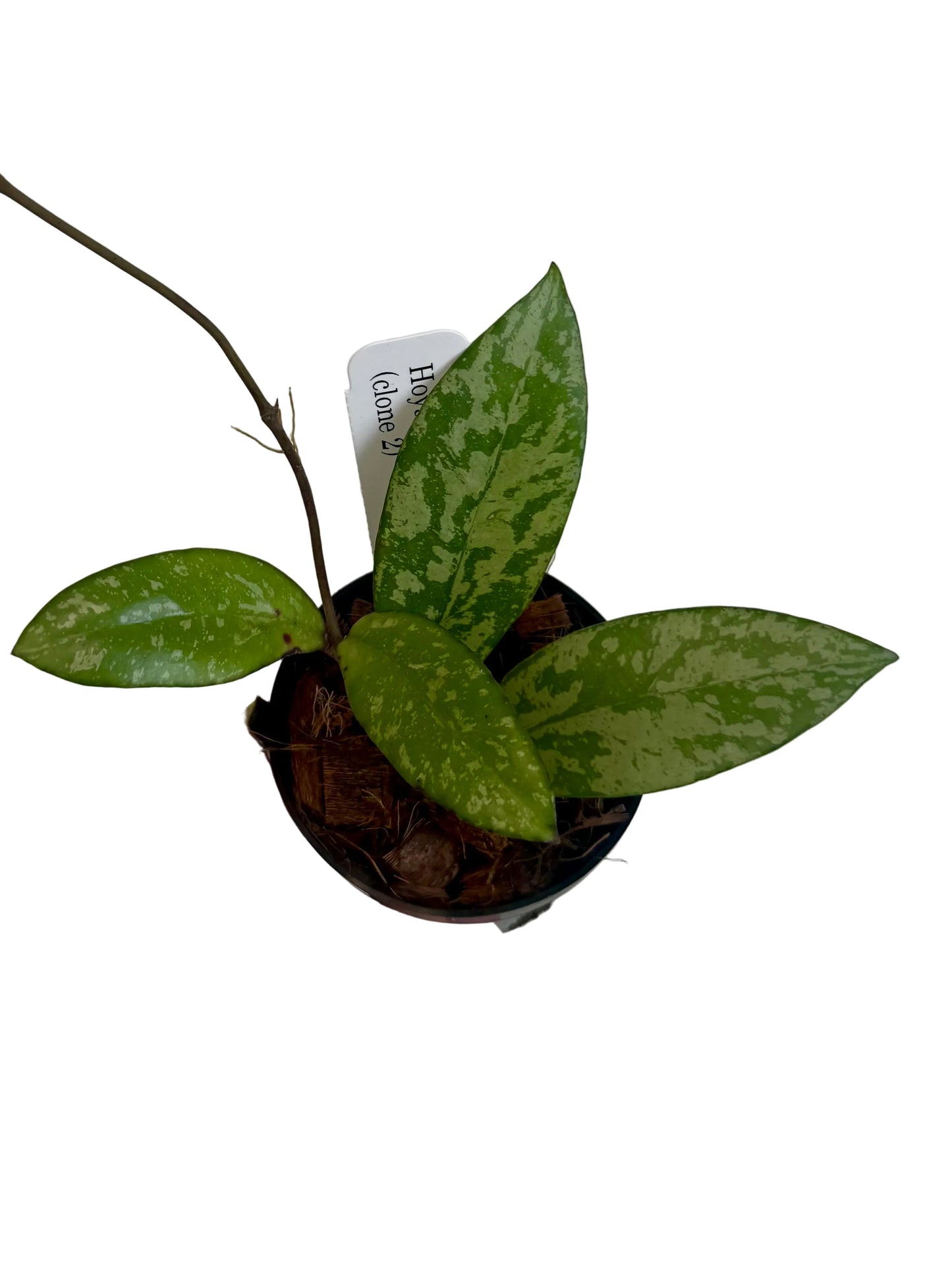 3" Hoya Crassipetiolata x Michele (Splash)