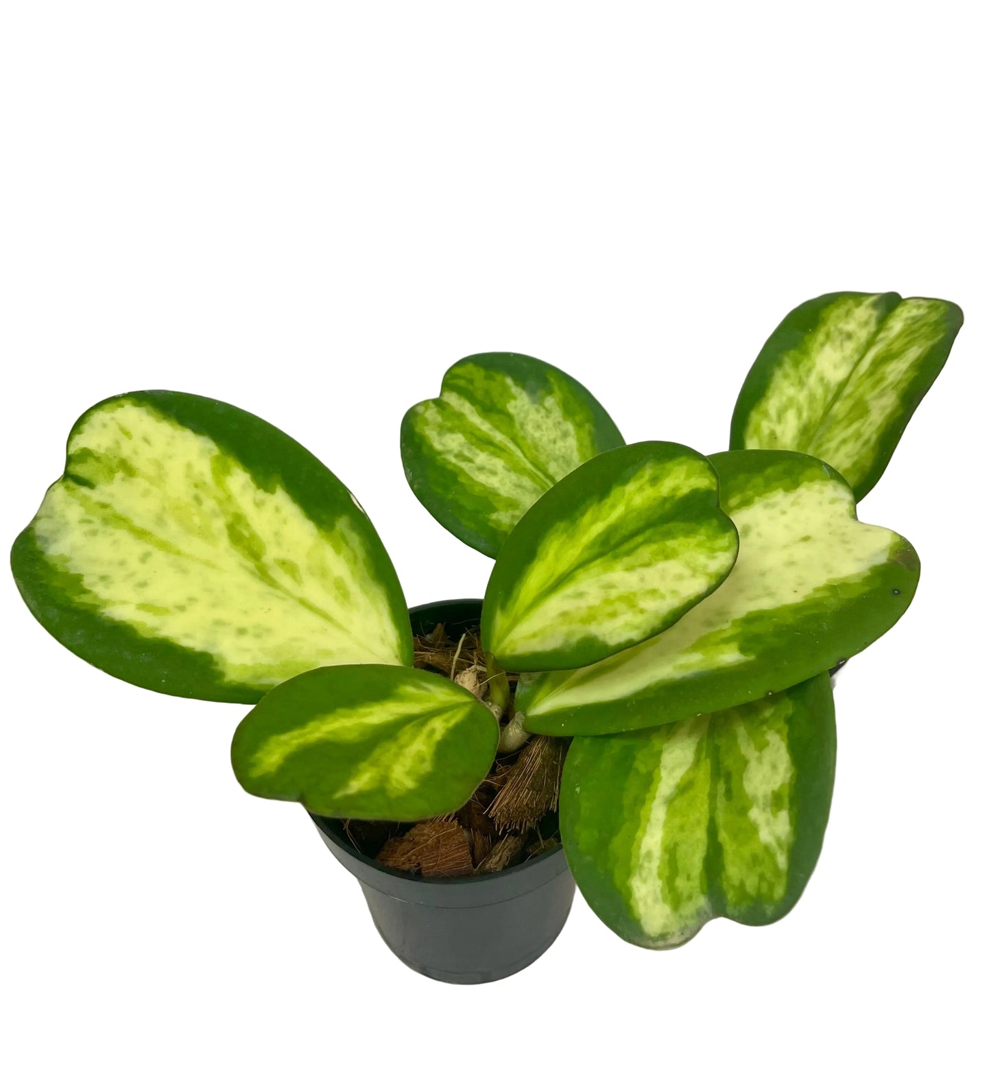 3" Hoya Kerrii 'Picta Spot' (Inner Variegation)