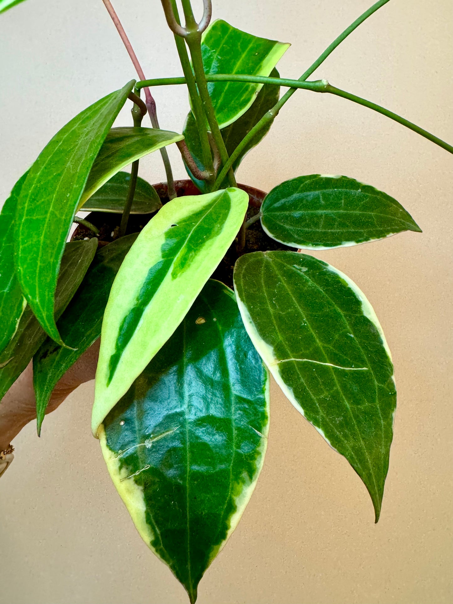 4" Hoya Macrophylla Albo Marginata