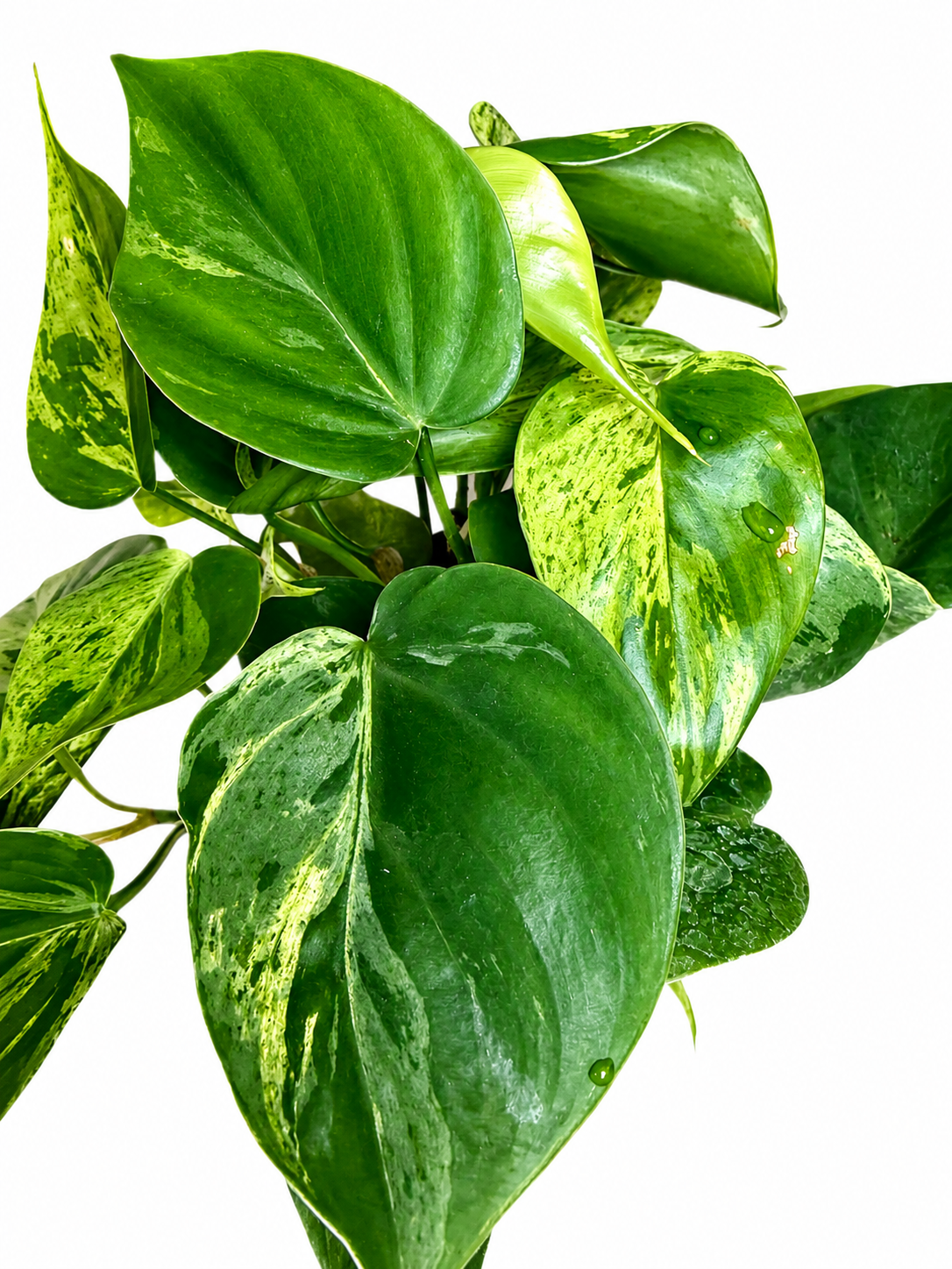 4” Heartleaf Philodendron Variegated