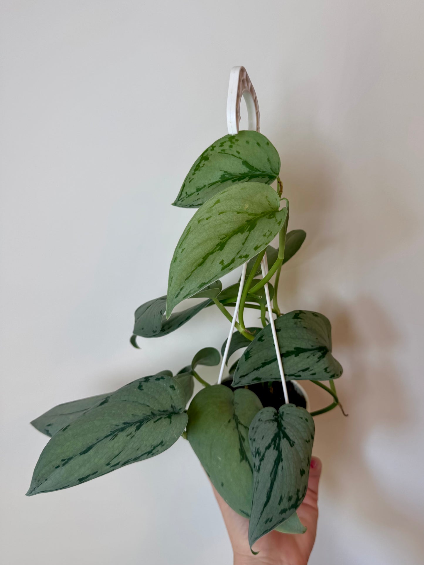 3” Scindapsus Silver Sierra