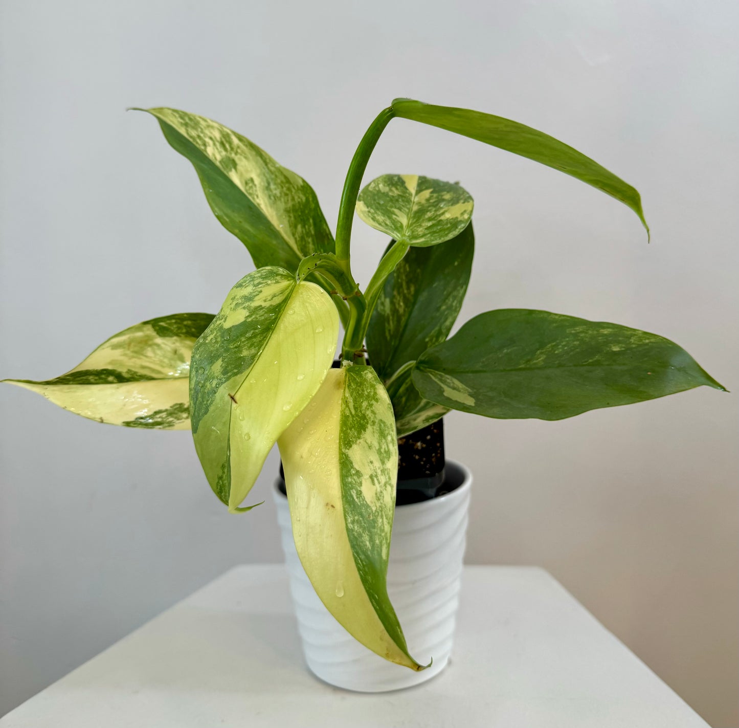 3” Philodendron Silver Sword Variegated