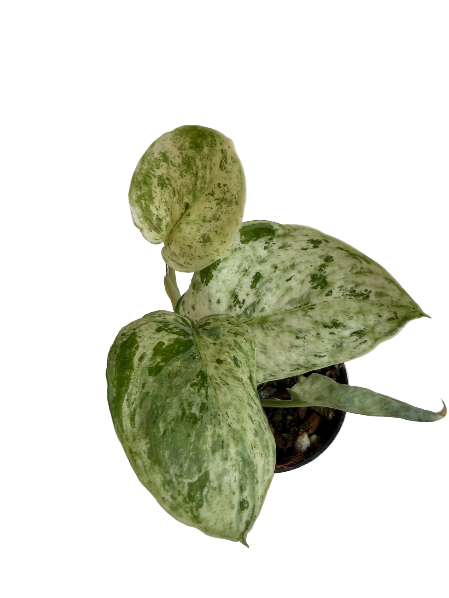 3" Scindapsus Jade Satin 'Marble'