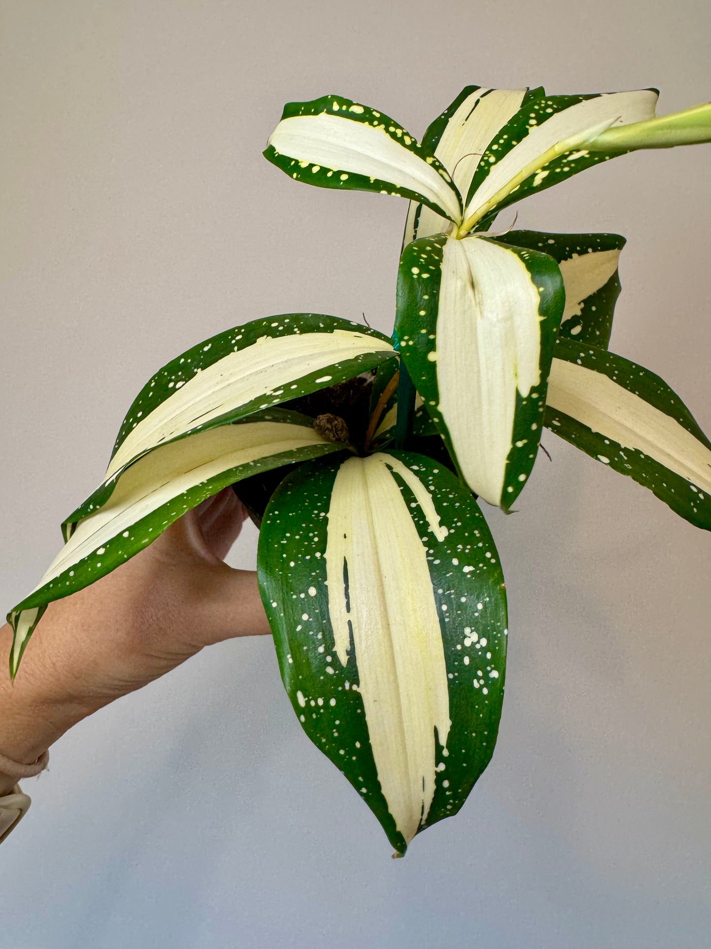 3” Dracaena Surculose ‘Milky Way’