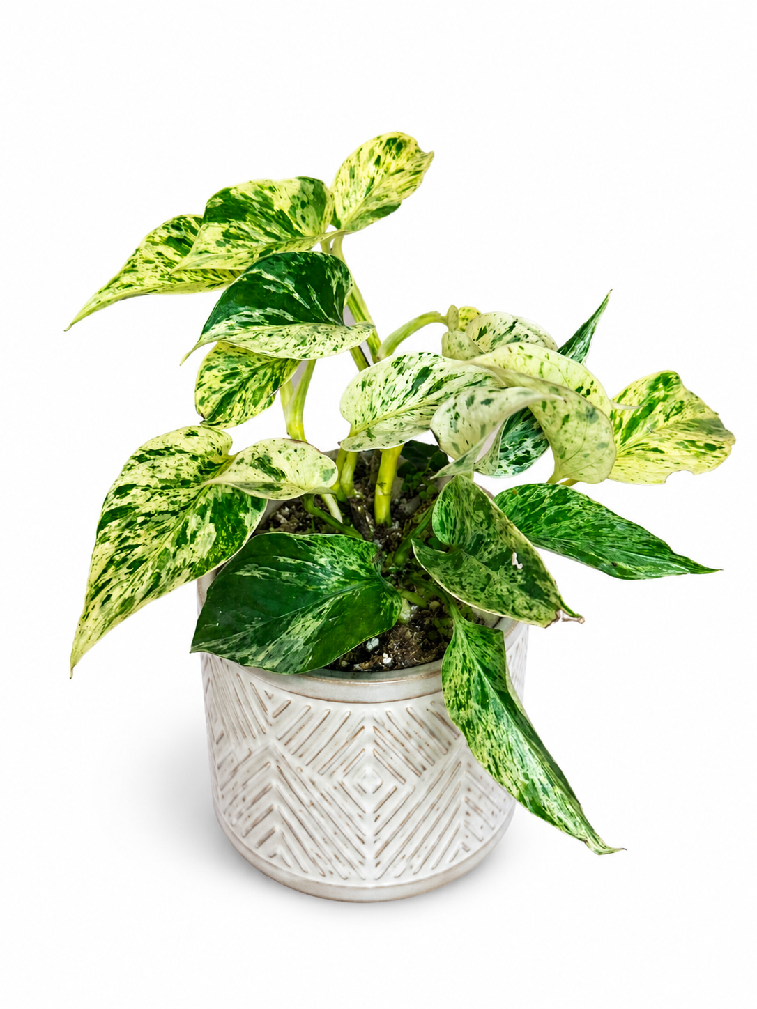 4.5" Marble Prince Pothos