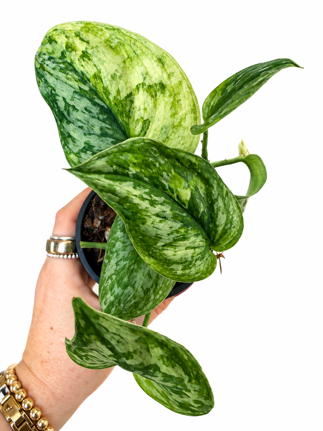 3” Scindapsus Geulis