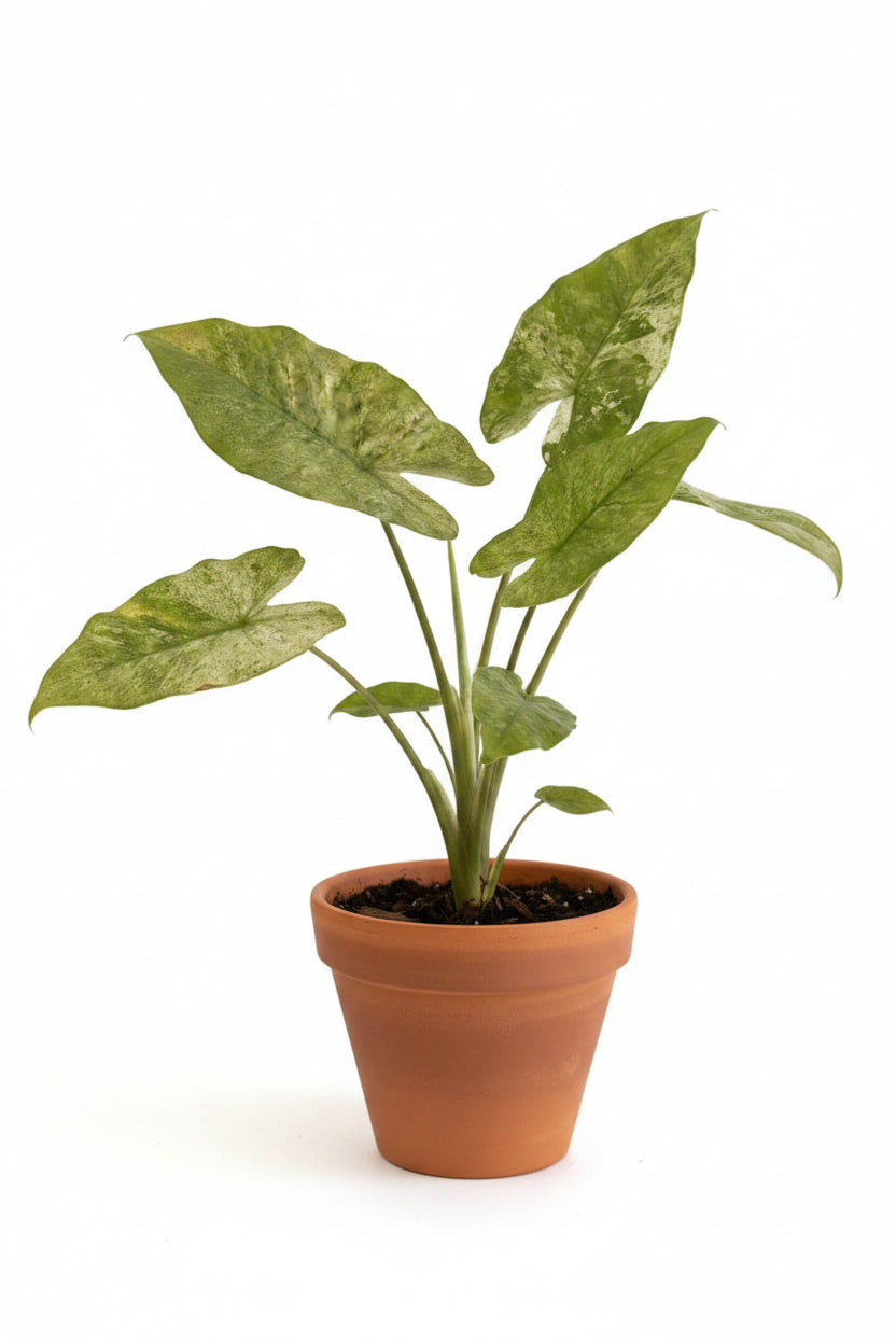 6" Alocasia Odora 'Batik' Variegated