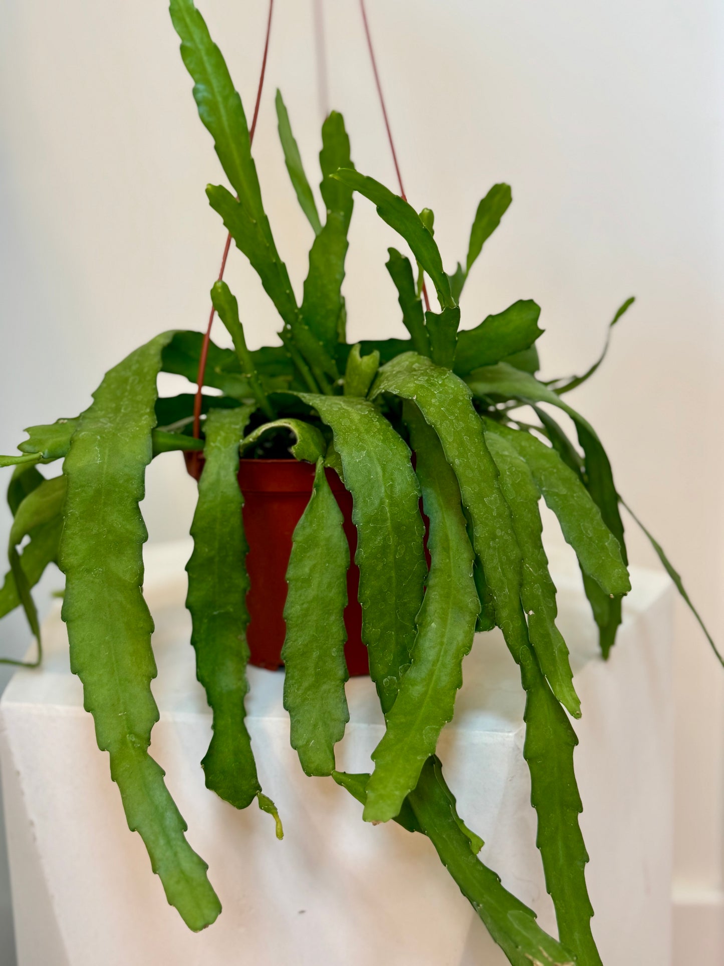 6" Epiphyllum Orchid Cactus Golden