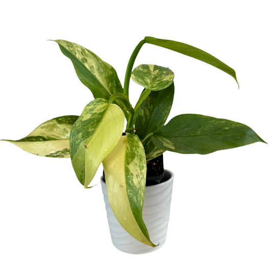 3” Philodendron Silver Sword Variegated