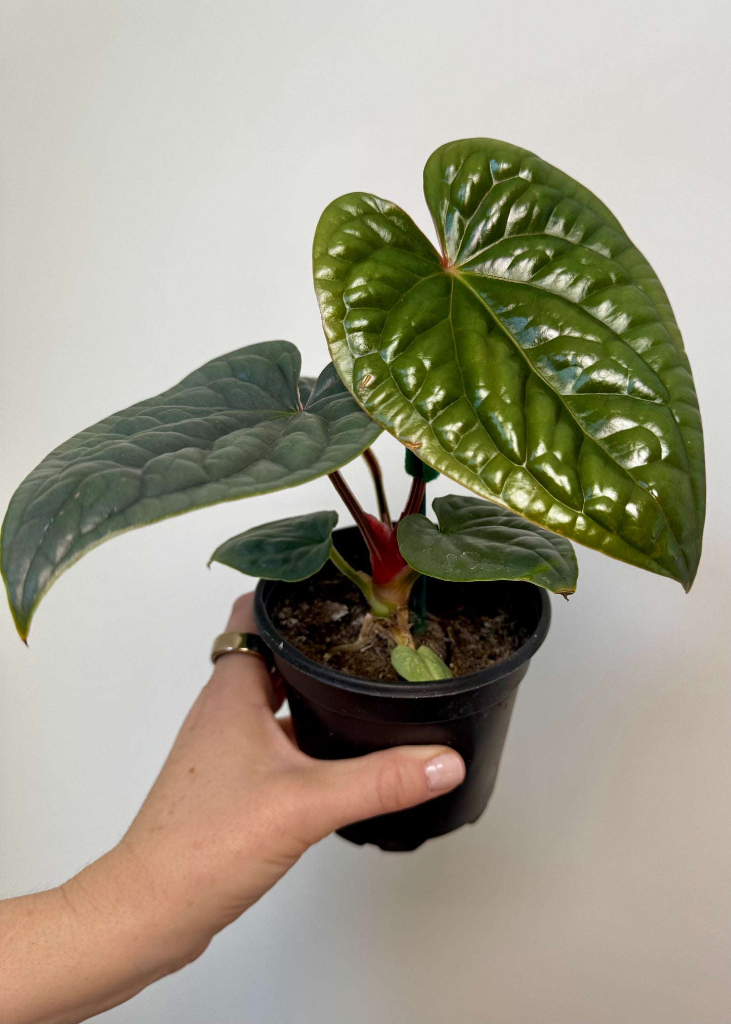 3” Anthurium Luxurians