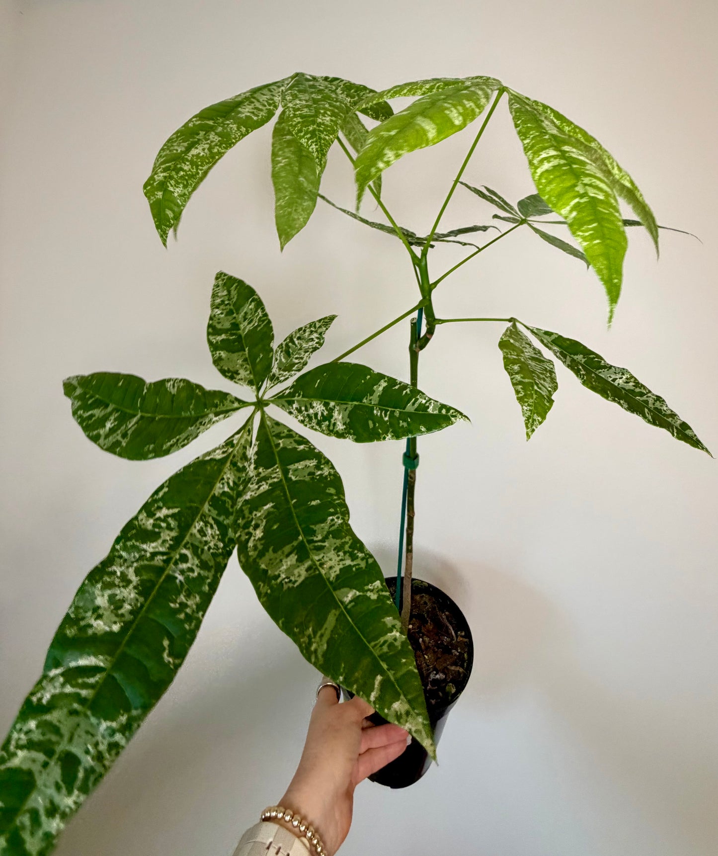6” Money Tree Variegated