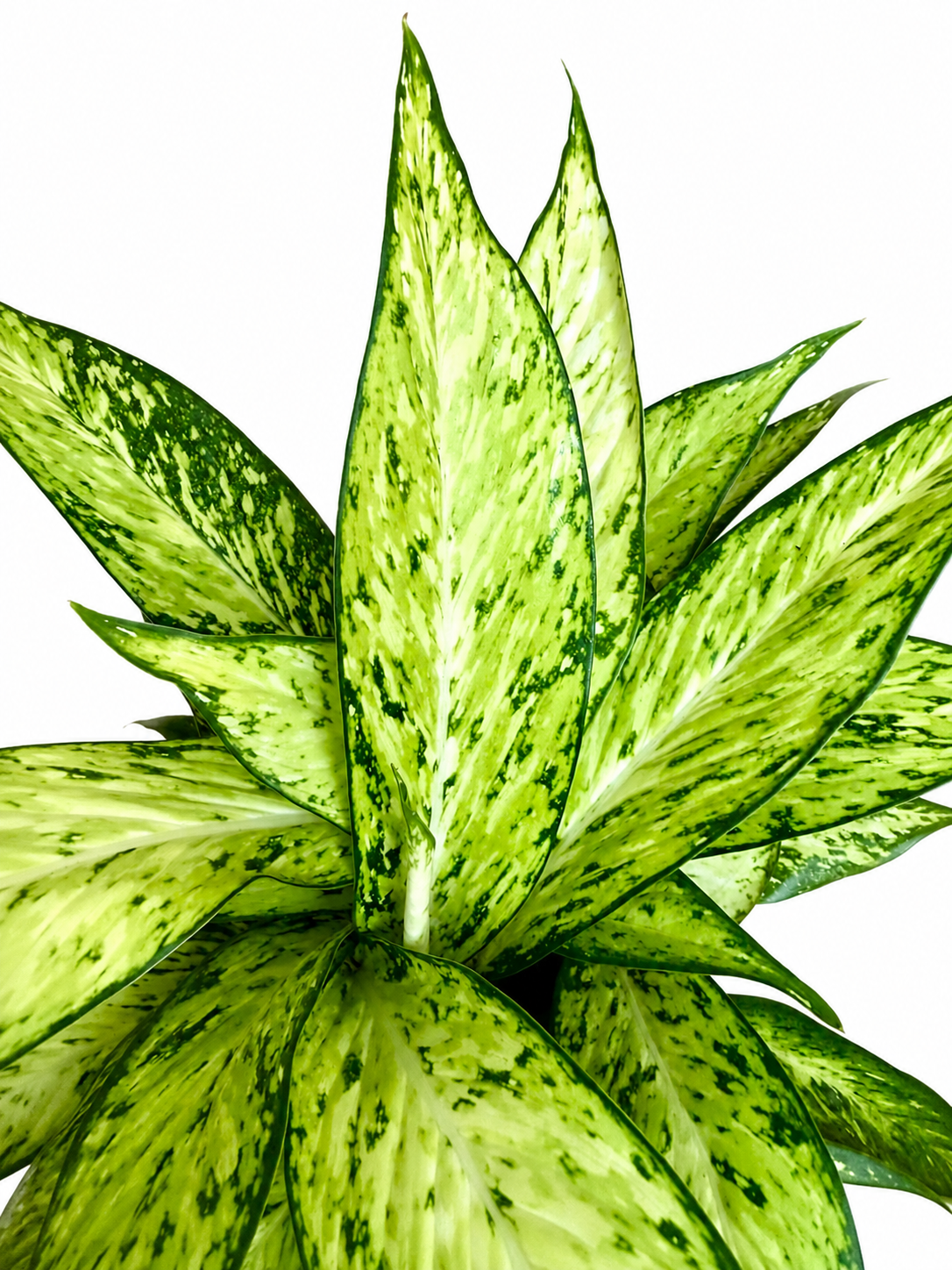 6" Dieffenbachia Starbright