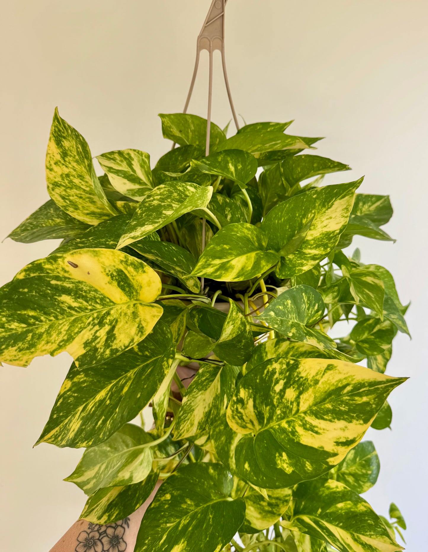 8" Pothos ‘Churchill Gold'