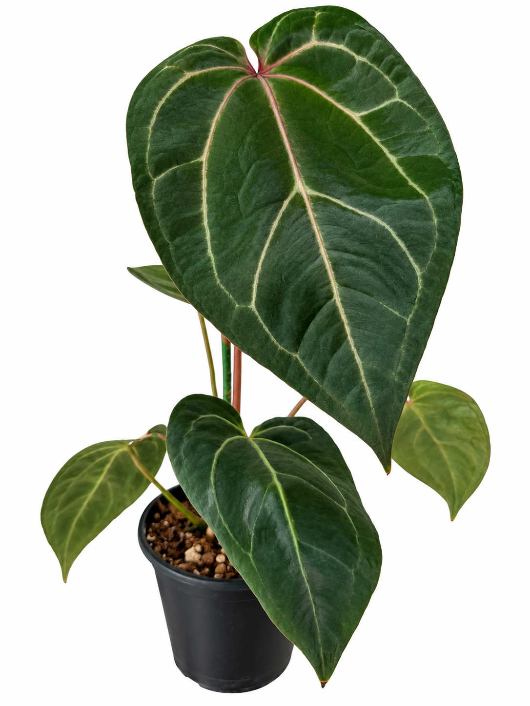 4” Anthurium ‘Ace of Spades’ (Tezula Dark Form) × (Zara × Michelle)