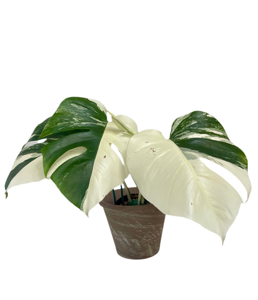 5" Monstera Albo