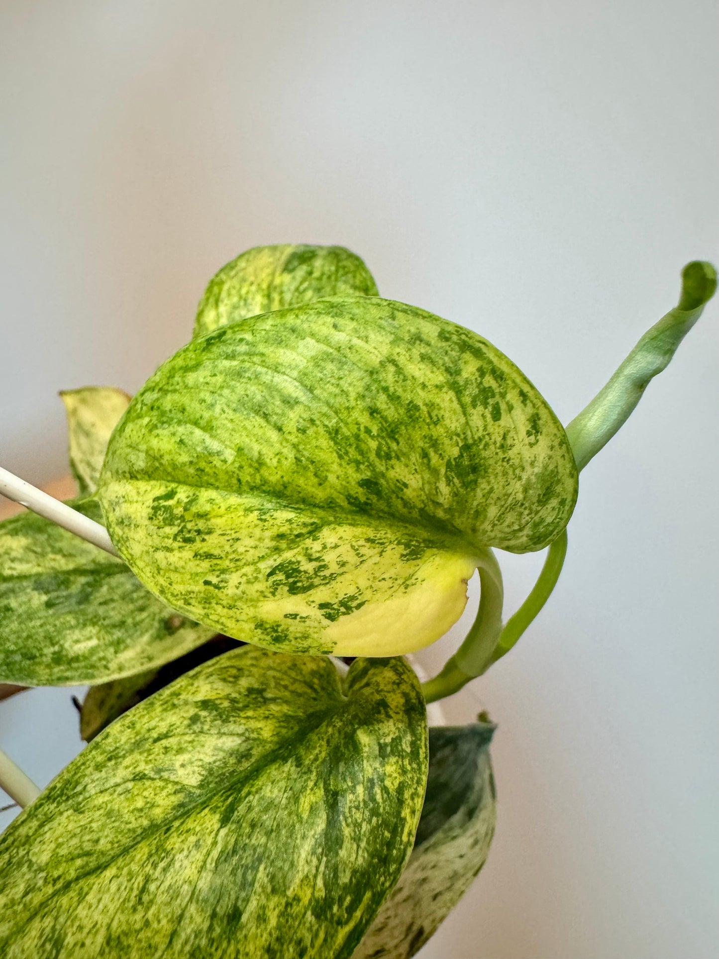 3" Scindapsus Jade Satin Crème Brûlée