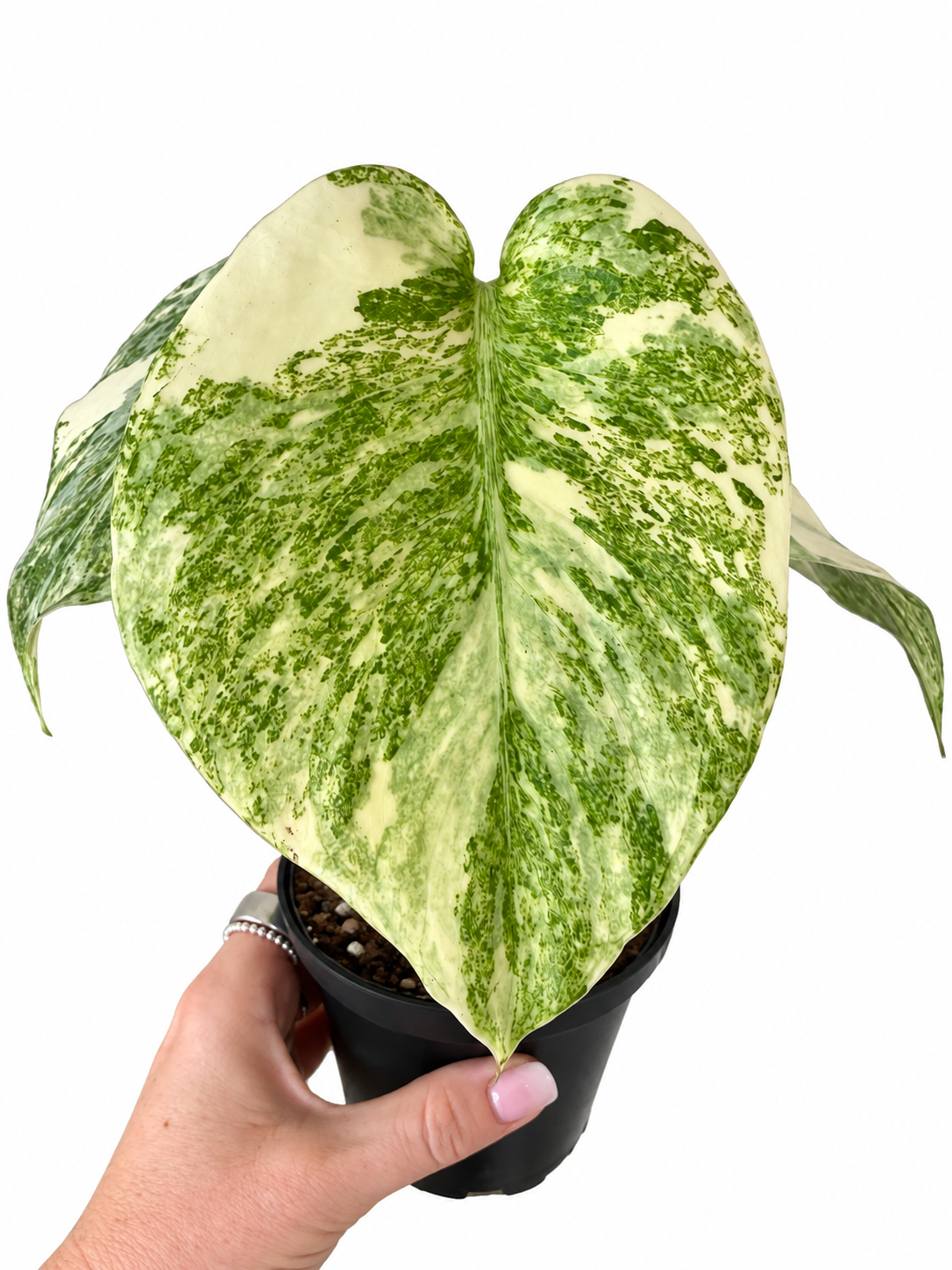 4” Monstera Legacy