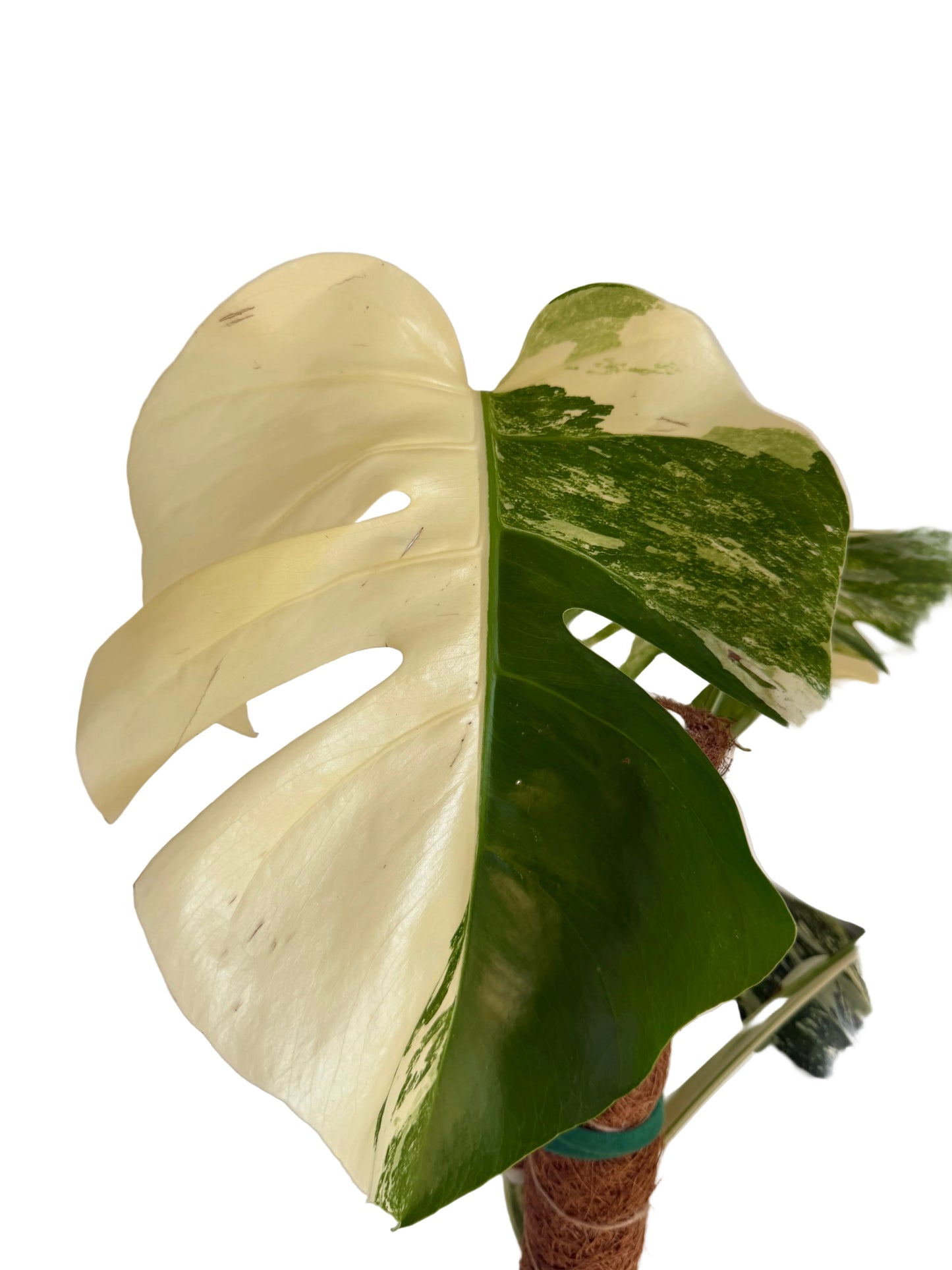 8” Monstera Albo - High Variegation