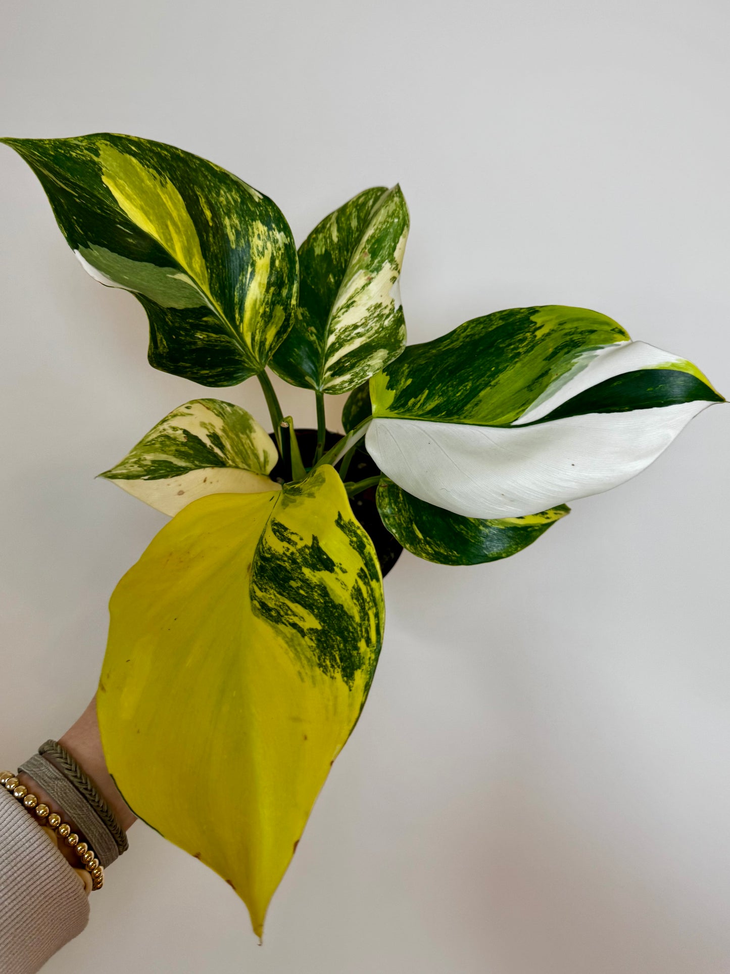 4" Philodendron White Wizard Tricolor