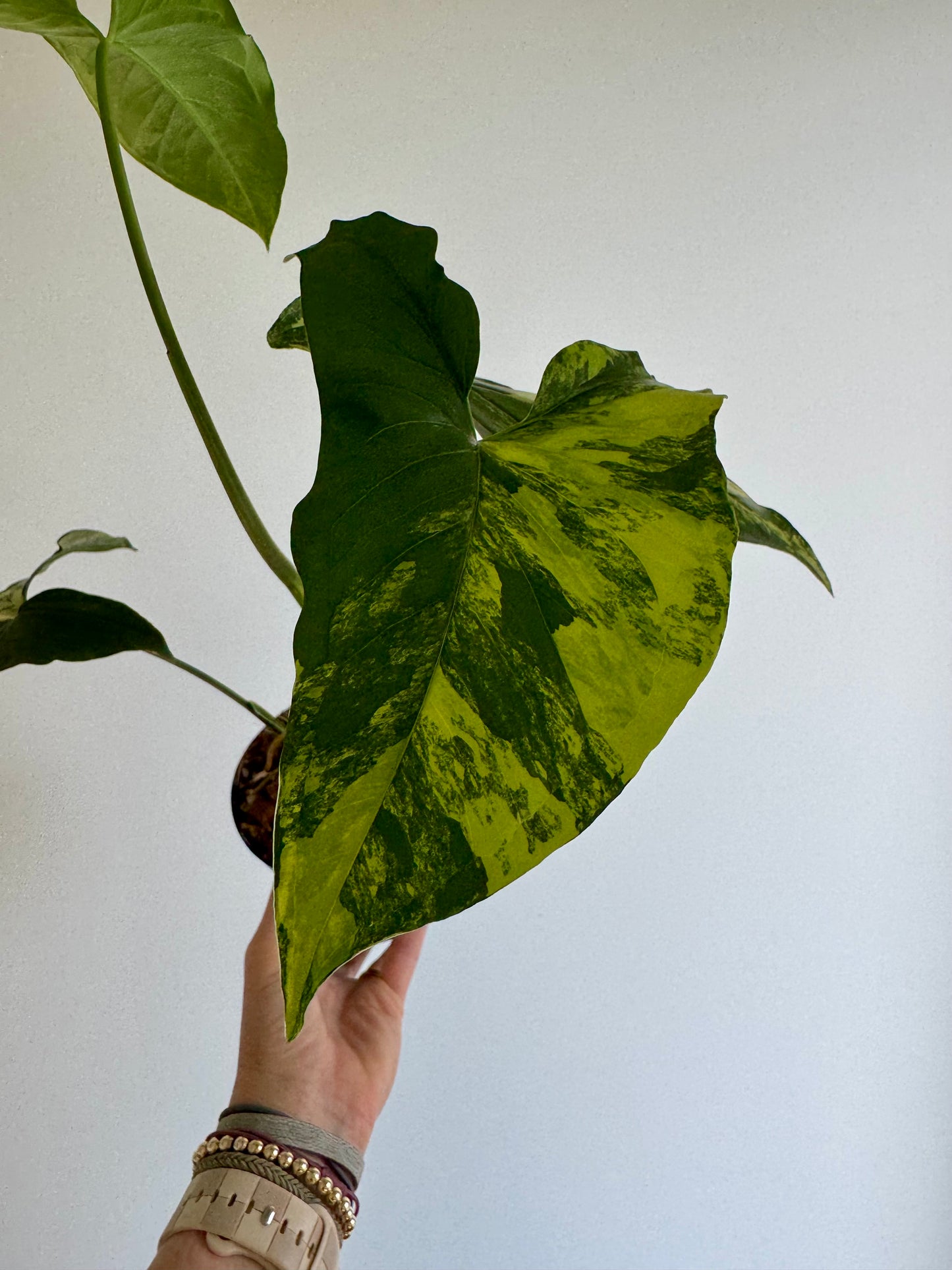 4" Syngonium Aurea