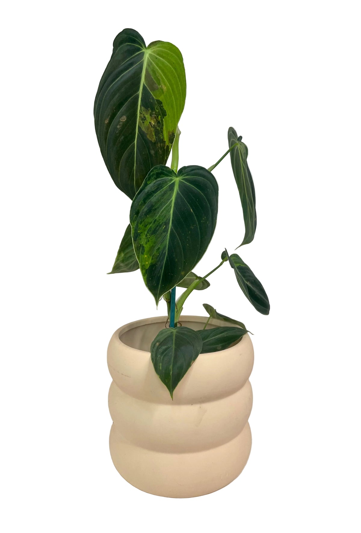 3” Philodendron Melanochrysum Variegated