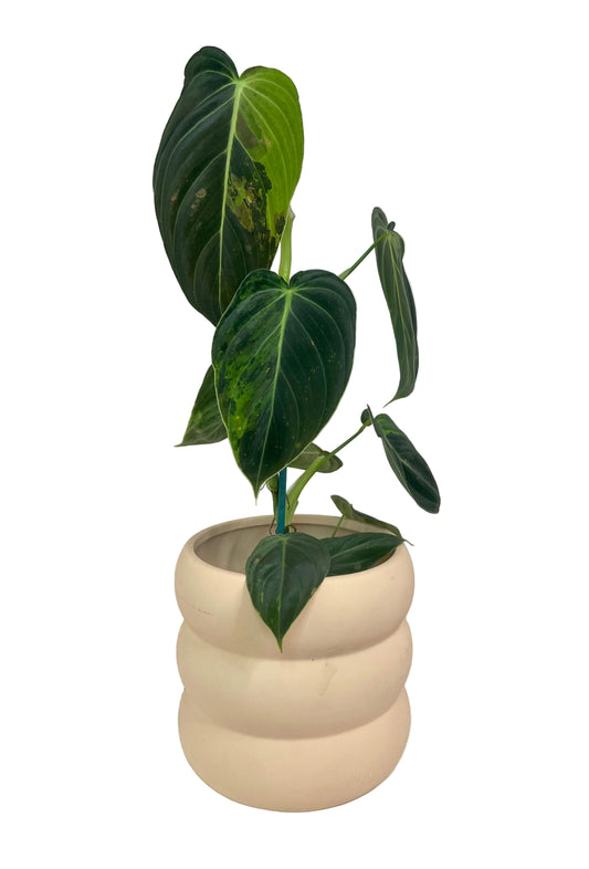 3” Philodendron Melanochrysum Variegated