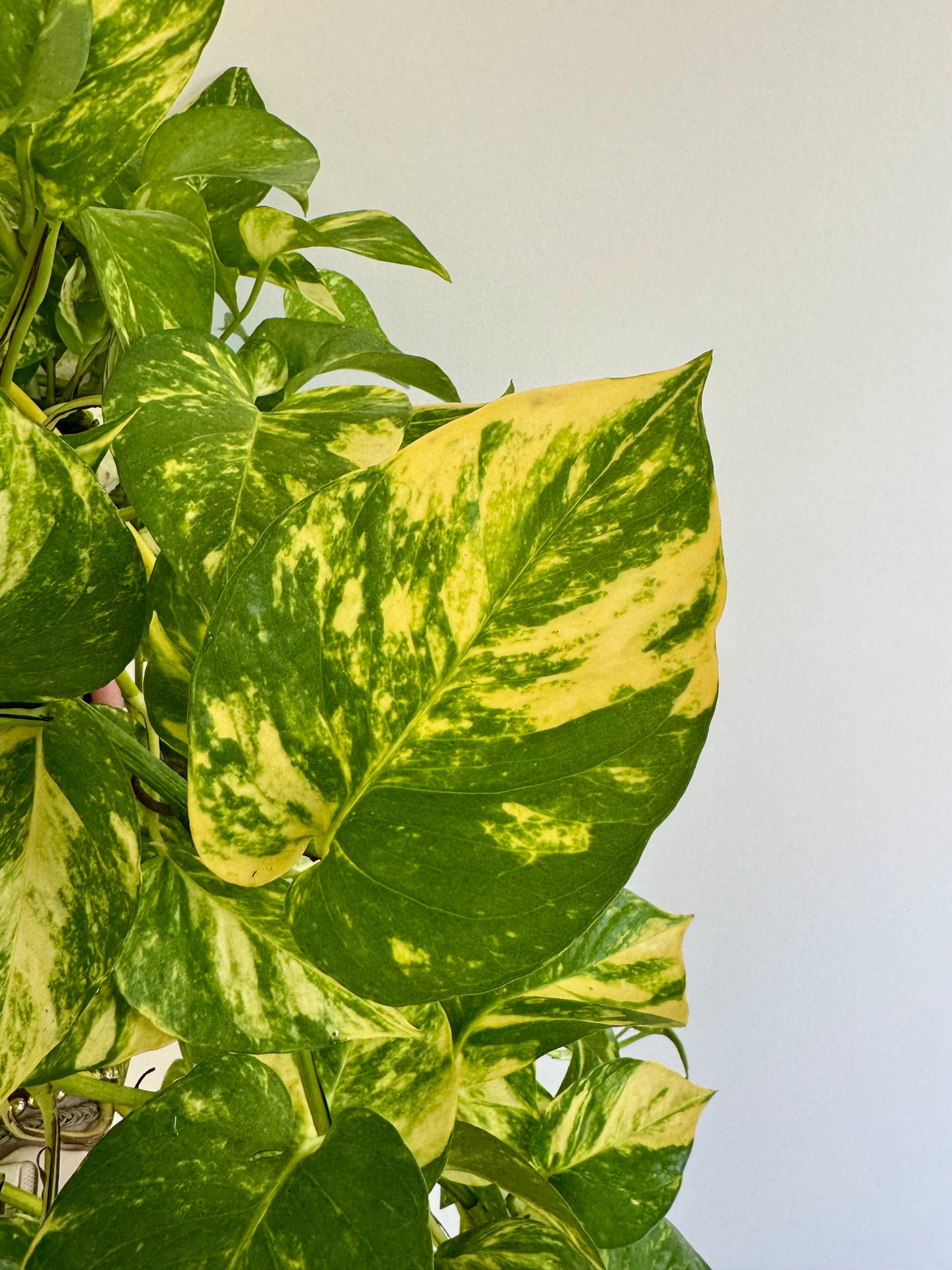 8" Pothos ‘Churchill Gold'
