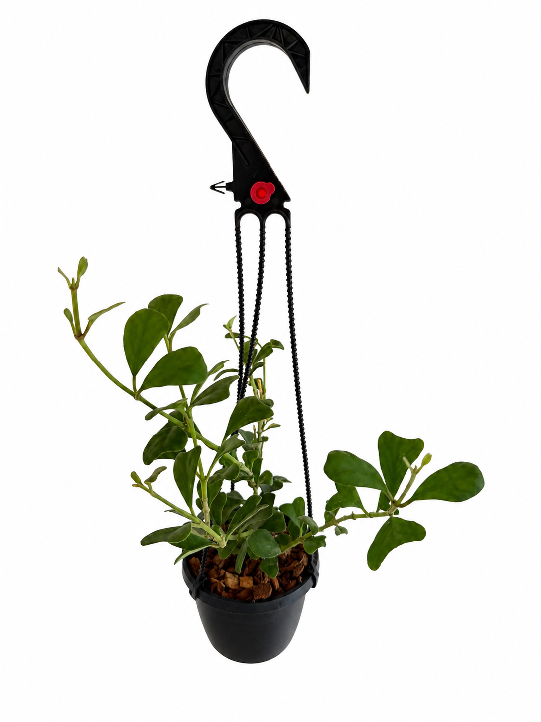 4" Hoya Manipurensis (Hanging Basket)