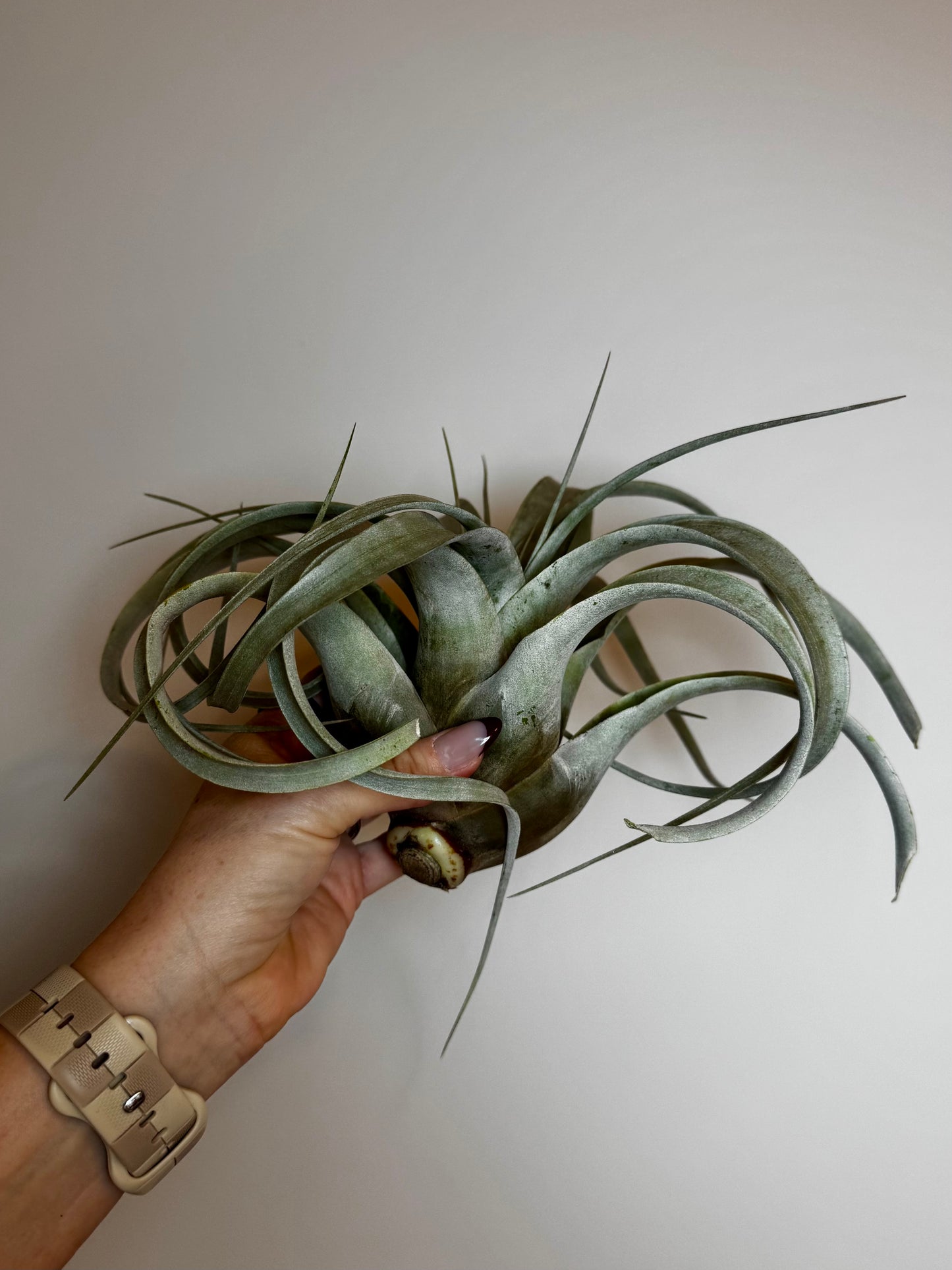 Tillandsia Xerographica (Large)