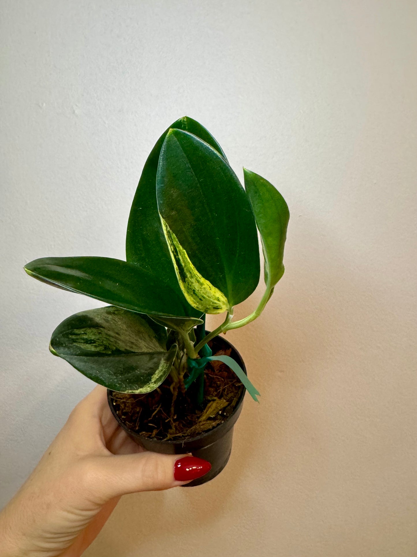 3" Scindapsus Treubii 'Dark Form' Variegated