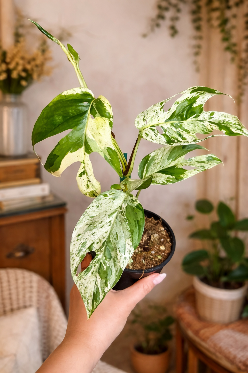4” Epipremnum Pinnatum Marble