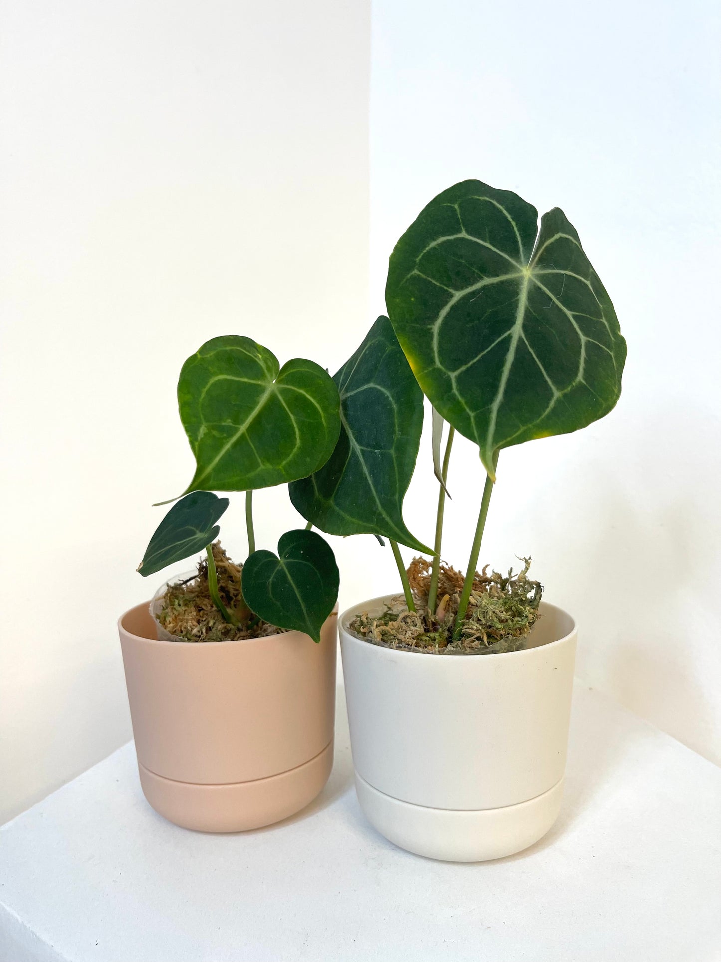 4" Anthurium Clarinervium