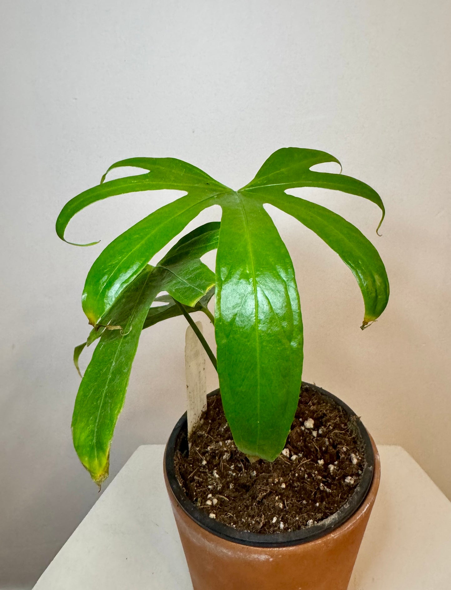 4" Anthurium Pedaforadiatum 'Fingers'