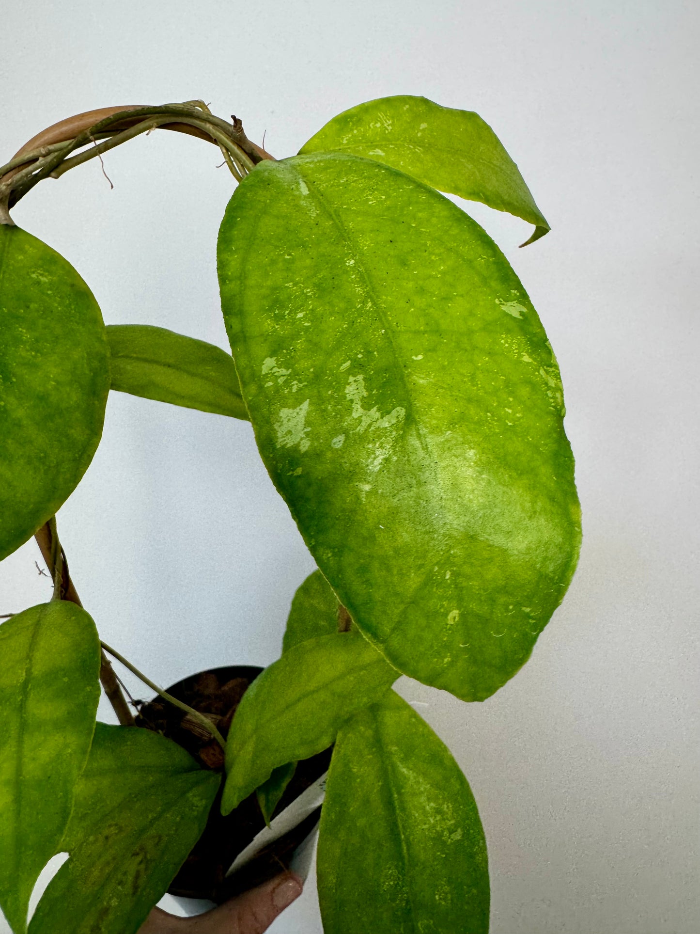4" Hoya Finlaysonii ‘Chicken Farm’ on trellis