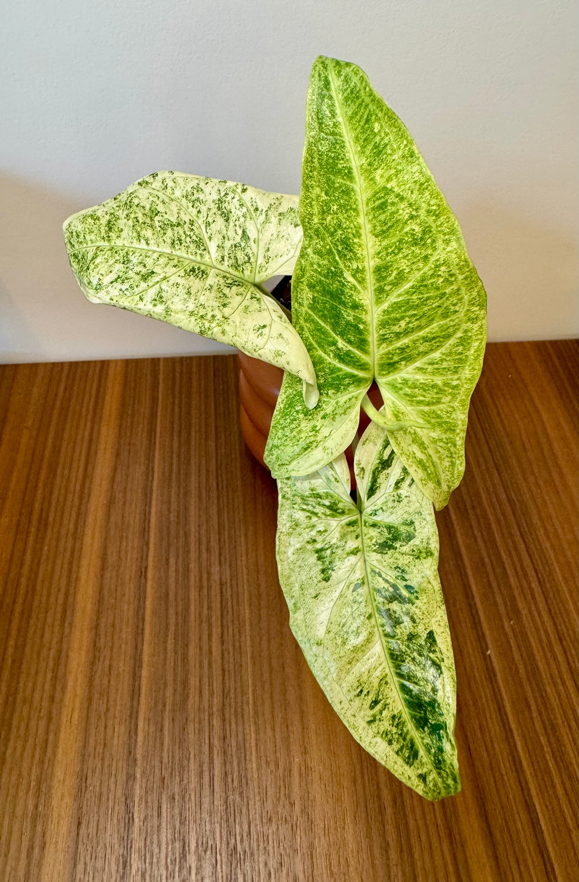 philodendron batik 2.5" Syngonium Batik Albo – Thesimplyrootedmama