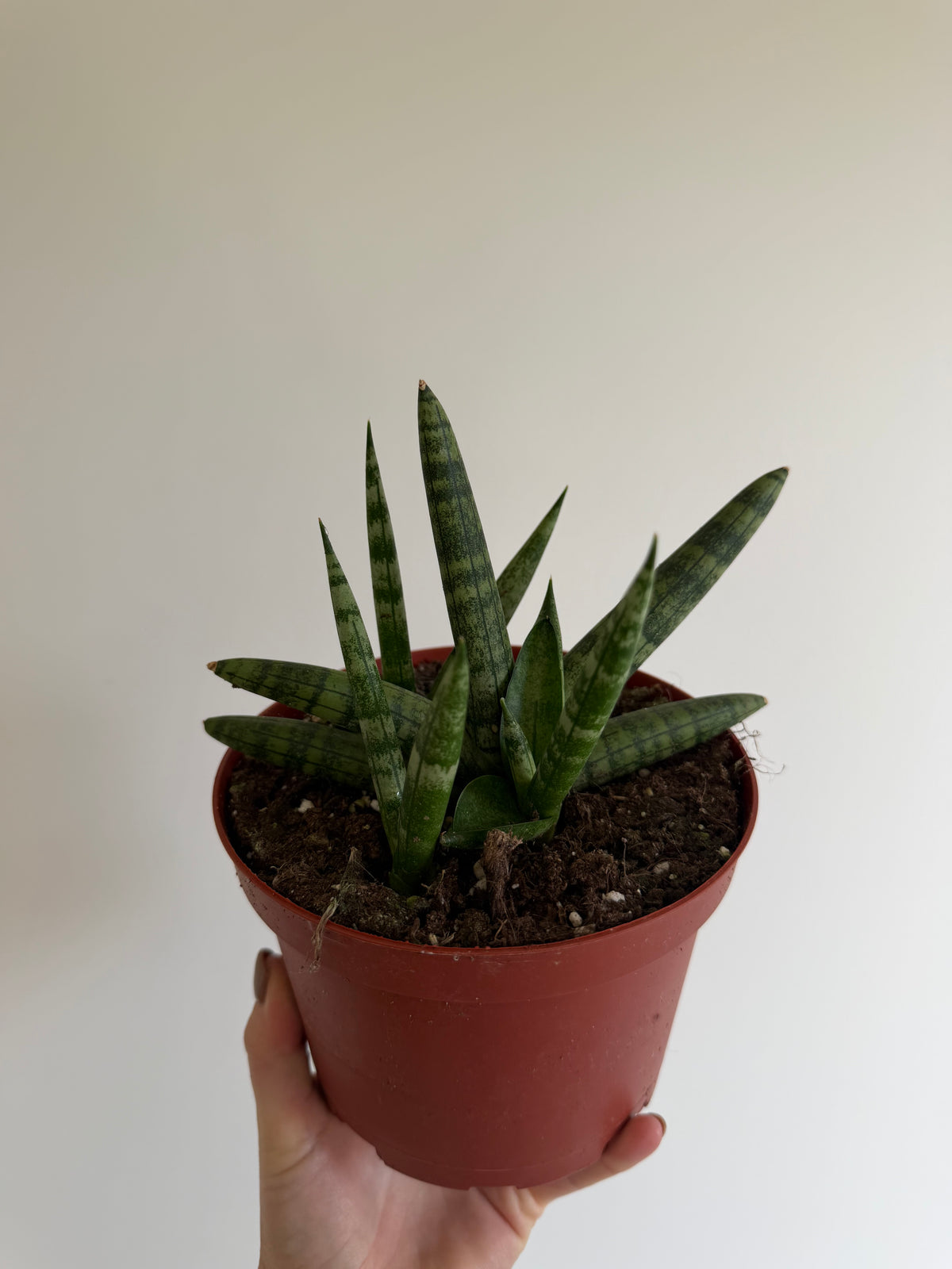 6" Sansevieria Boncel Starfish